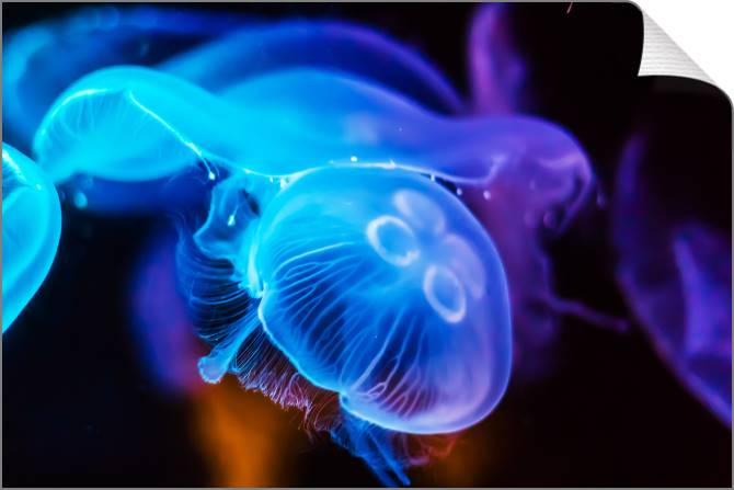 Купить и печать на заказ Картины на холсте Фото медуз