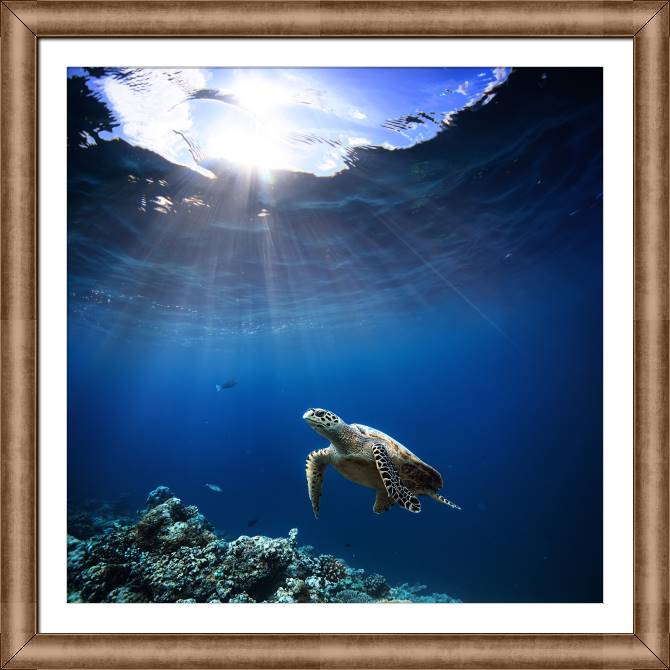 Купить и печать на заказ Картины в рамке, багете Коралловый риф