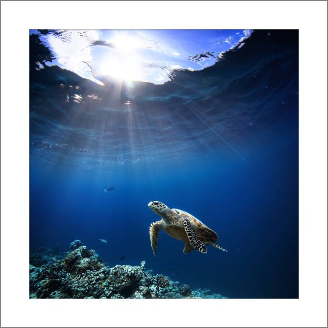 Купить и печать на заказ Картины, фото с паспарту Коралловый риф