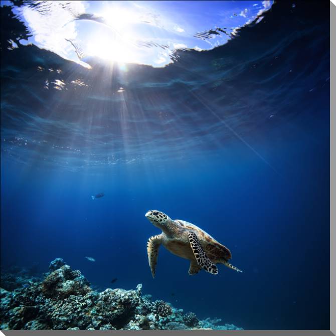 Paintings on plastic, foam cardboard Coral reef