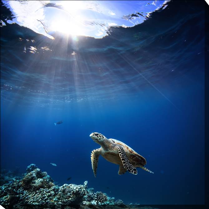 Картины на холсте Coral reef