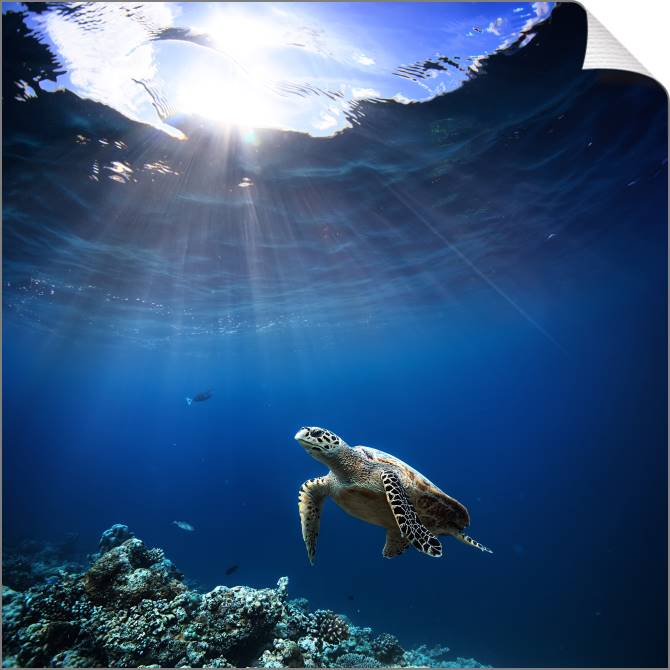 Купить и печать на заказ Картины на холсте Коралловый риф