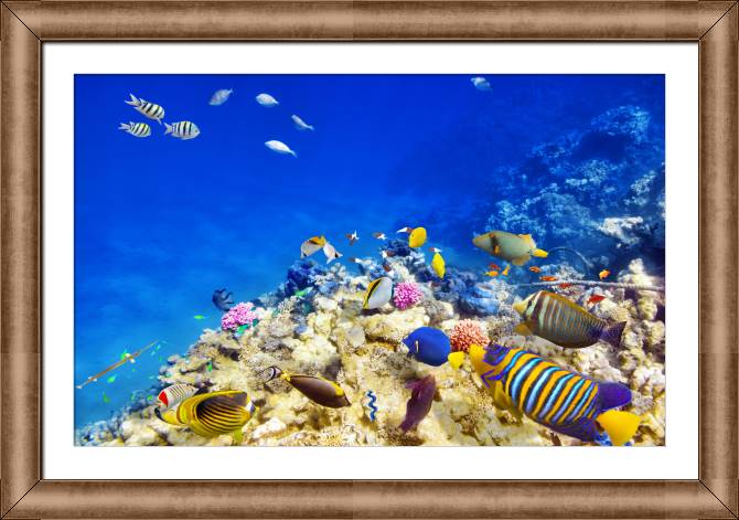 Картины в рамке, багете Underwater world with corals and fish