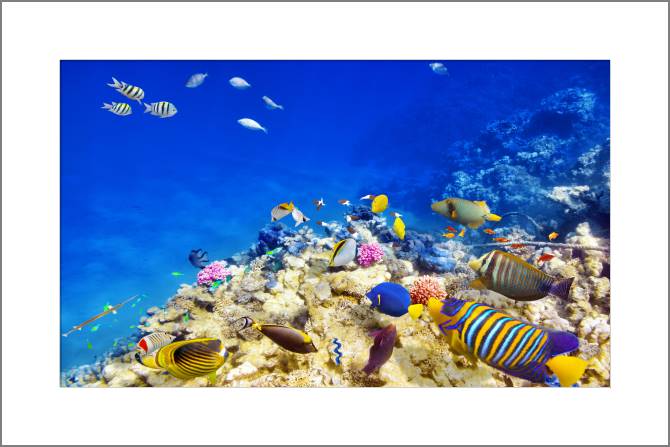 Купить и печать на заказ Картины, фото с паспарту Подводный мир с кораллами и рыбками