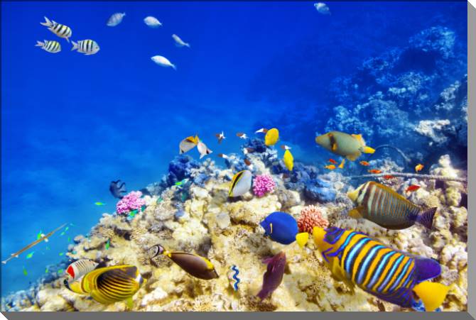 Картины на пластике, пеноркартоне Underwater world with corals and fish