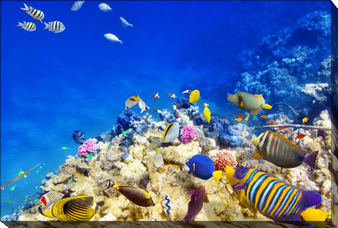 Картины на холсте Underwater world with corals and fish