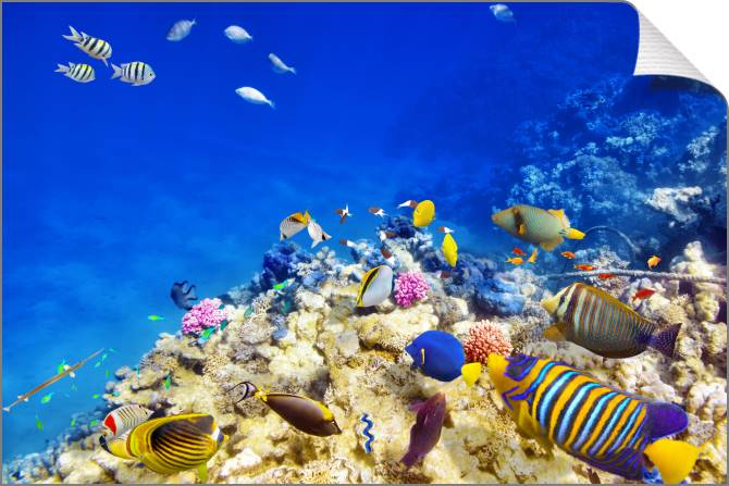 Купить и печать на заказ Картины на холсте Подводный мир с кораллами и рыбками