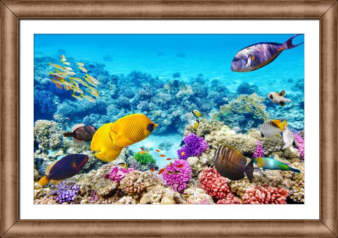 Картины в рамке, багете Underwater world with fish and coral