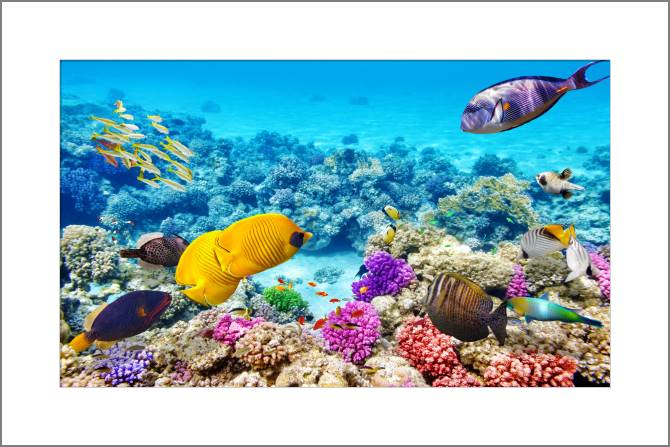 Купить и печать на заказ Картины, фото с паспарту Подводный мир с рыбками и кораллами