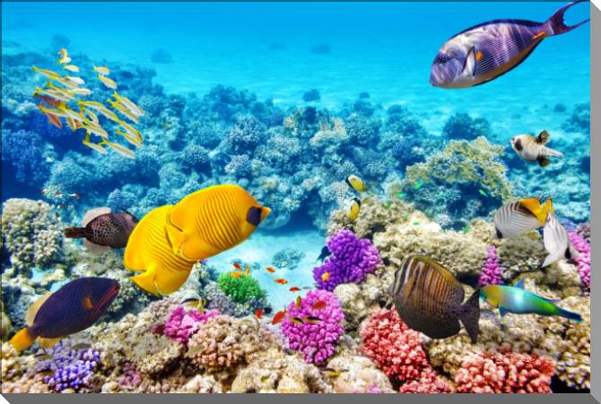 Картины на пластике, пеноркартоне Underwater world with fish and coral