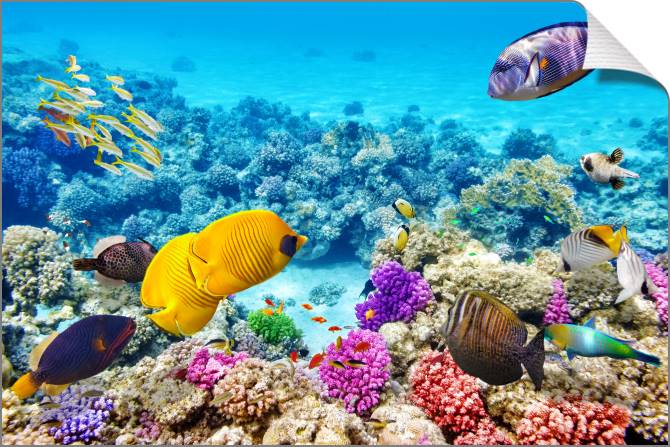 Купить и печать на заказ Картины на холсте Подводный мир с рыбками и кораллами