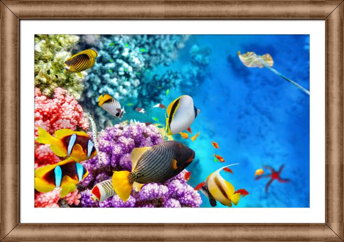 Картины в рамке, багете Coral reef with fish