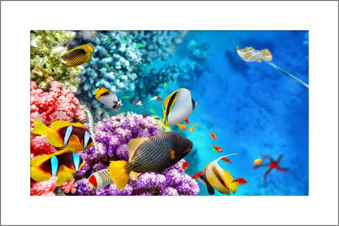 Купить и печать на заказ Картины, фото с паспарту Коралловый риф с рыбками