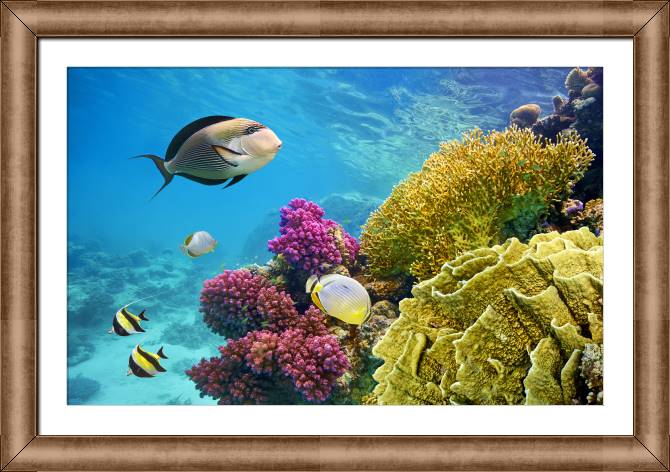 Картины в рамке, багете Picturesque corals
