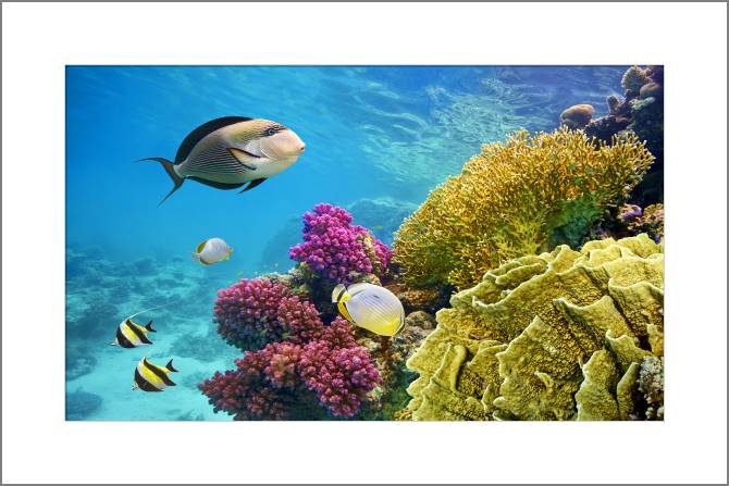 Купить и печать на заказ Картины, фото с паспарту Живописные кораллы