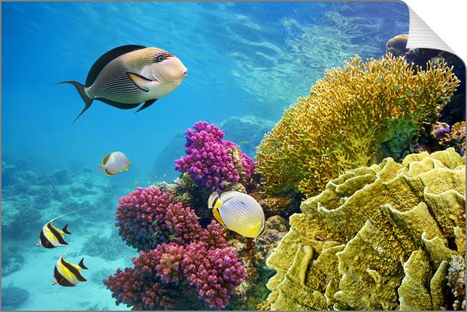 Купить и печать на заказ Картины на холсте Живописные кораллы