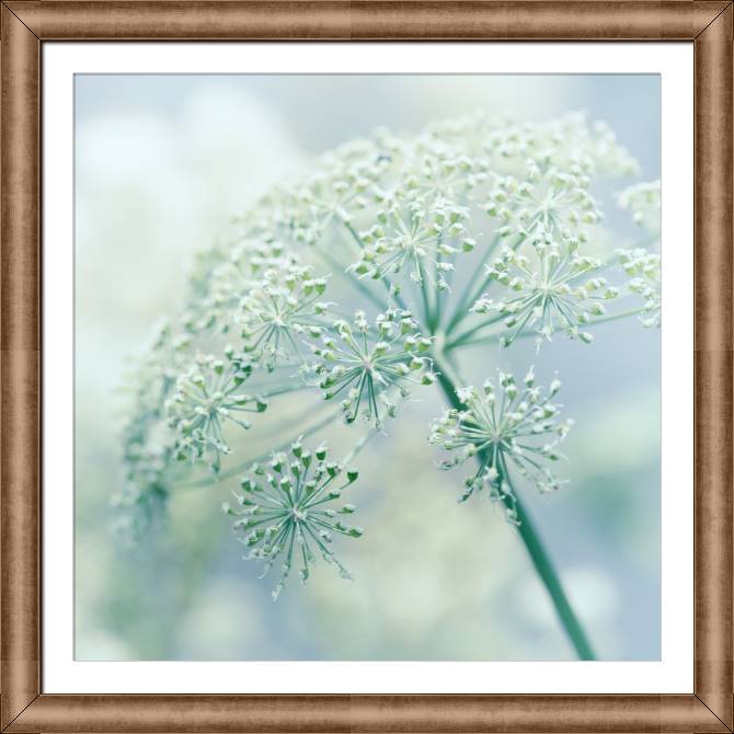Framed and baguette paintings Blooming dill