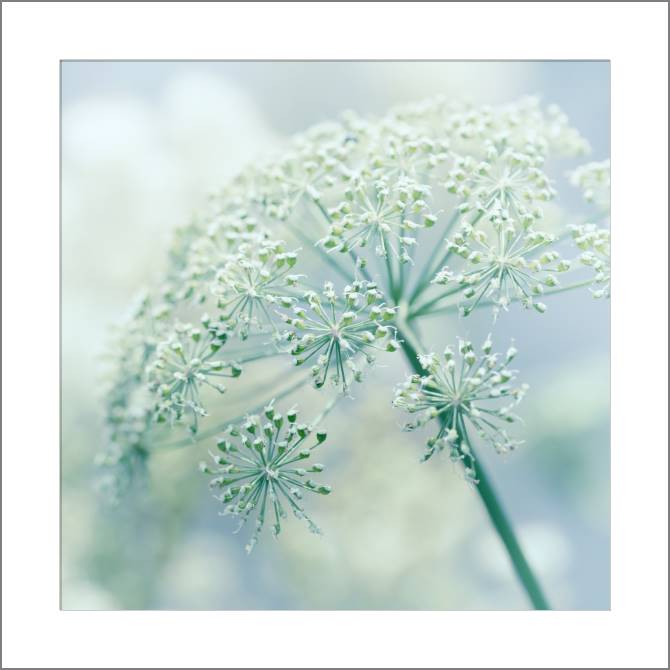 Купить и печать на заказ Картины, фото с паспарту Цветущий укроп