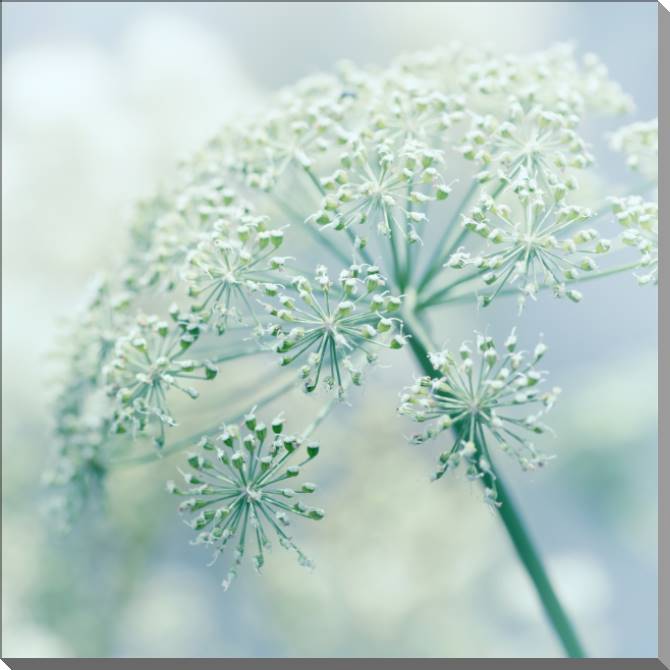 Картины на пластике, пеноркартоне Blooming dill