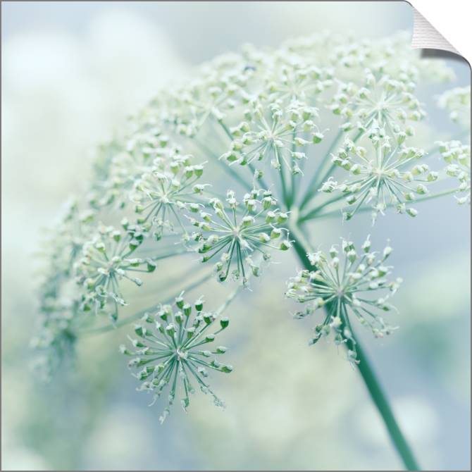 Купить и печать на заказ Картины на холсте Цветущий укроп