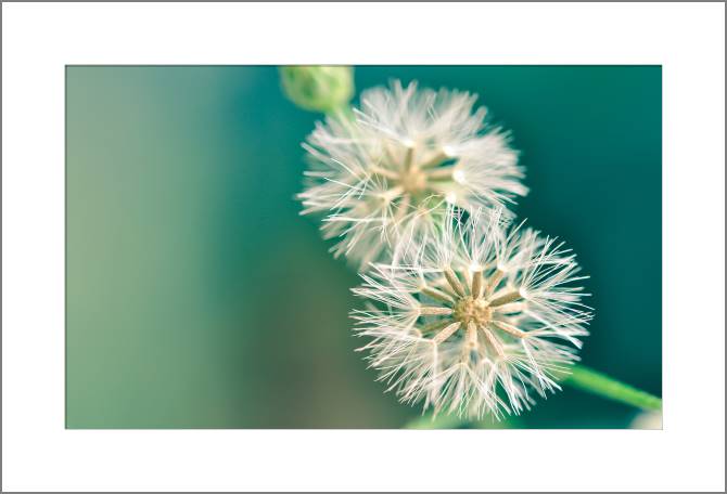 Купить и печать на заказ Картины, фото с паспарту Одуванчик на винтажном фоне