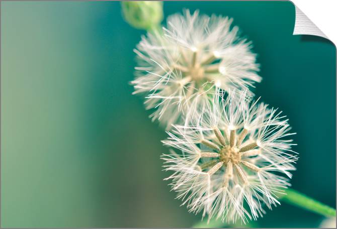 Купить и печать на заказ Картины на холсте Одуванчик на винтажном фоне