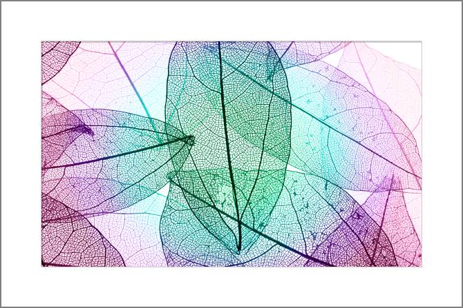 Купить и печать на заказ Картины, фото с паспарту Структура листьев