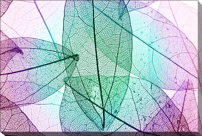 Paintings on canvas The structure of the leaves