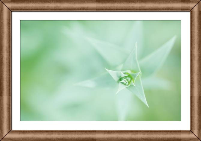 Framed and baguette paintings Plant top view