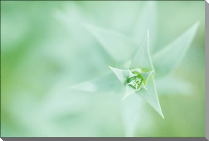 Картины на пластике, пеноркартоне Plant top view