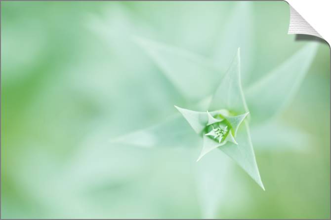 Купить и печать на заказ Картины на холсте Растение вид сверху