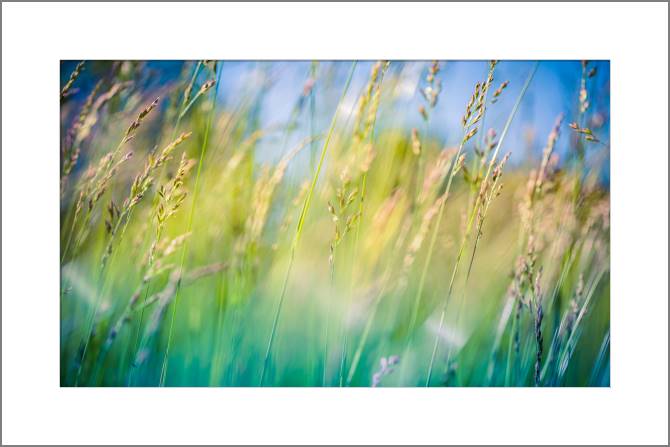 Купить и печать на заказ Картины, фото с паспарту Природа луга
