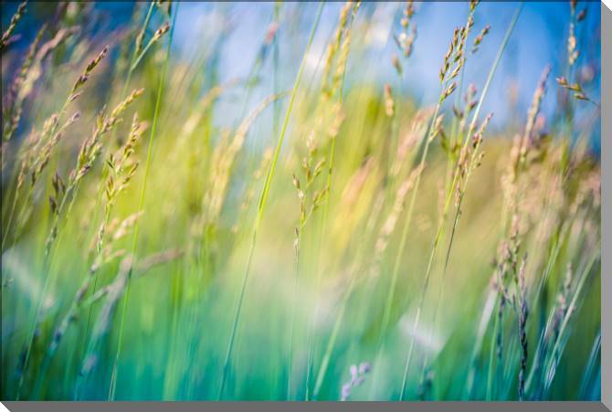 Картины на пластике, пеноркартоне Nature meadows