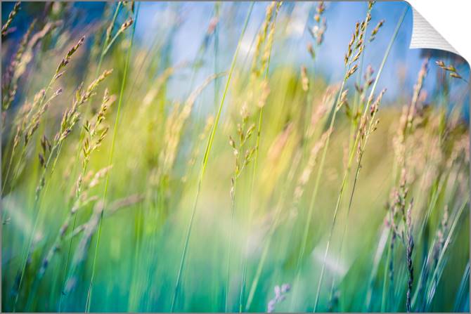 Купить и печать на заказ Картины на холсте Природа луга