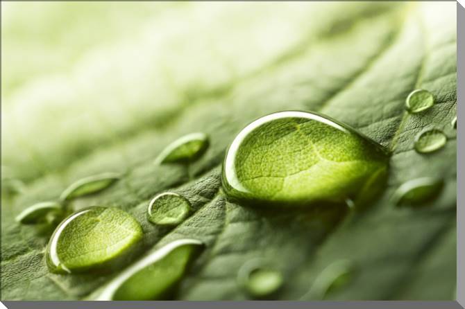 Картины на пластике, пеноркартоне Drops on a leaf close-up