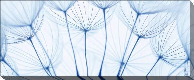 Paintings on canvas The elements of the dandelions