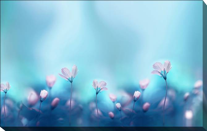 Paintings on canvas Romantic floral background