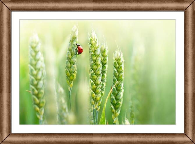 Картины в рамке, багете Ladybug on a spike
