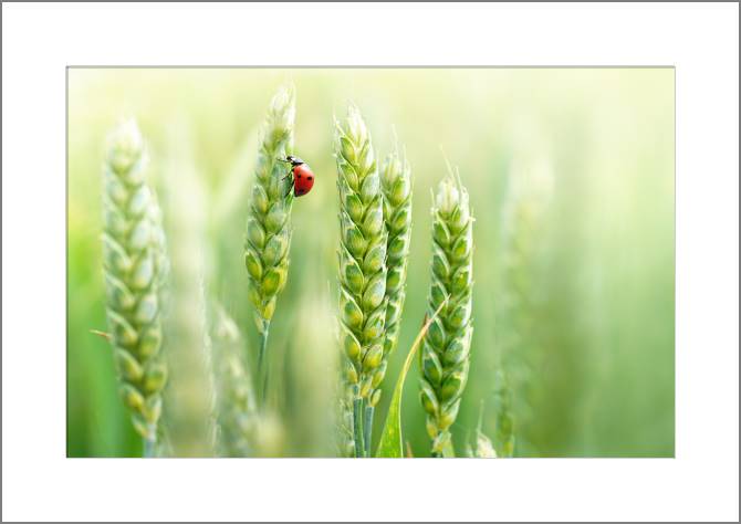 Купить и печать на заказ Картины, фото с паспарту Божья коровка на колоске