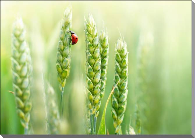 Картины на пластике, пеноркартоне Ladybug on a spike