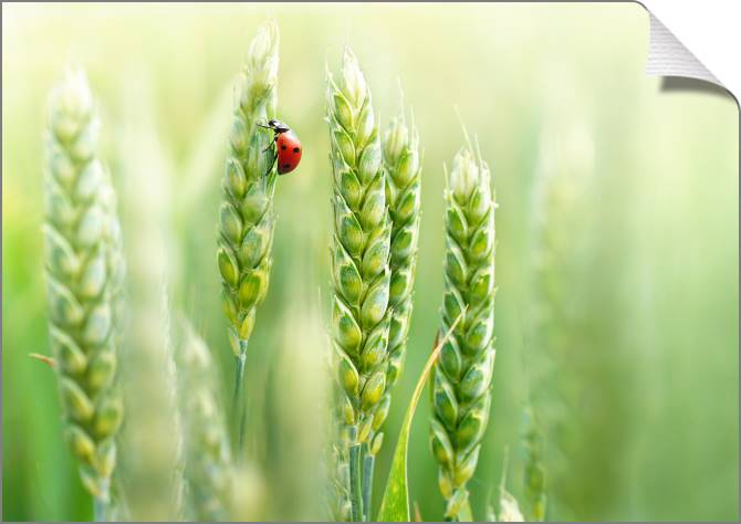 Купить и печать на заказ Картины на холсте Божья коровка на колоске