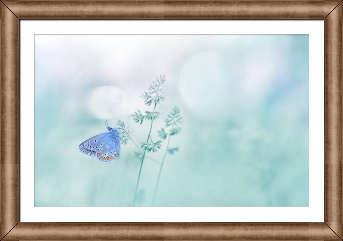 Framed and baguette paintings Butterfly and delicate background