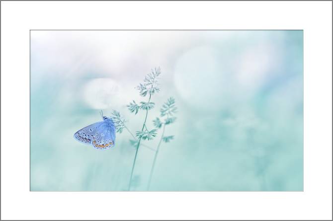 Купить и печать на заказ Картины, фото с паспарту Бабочка и нежный фон