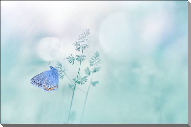 Paintings on plastic, foam cardboard Butterfly and delicate background