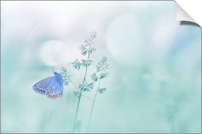 Купить и печать на заказ Картины на холсте Бабочка и нежный фон