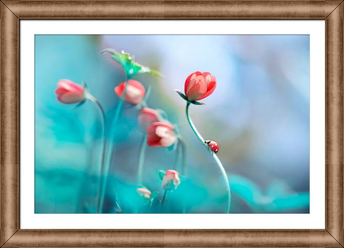 Картины в рамке, багете Ladybug on the stem of the flower