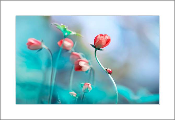 Купить и печать на заказ Картины, фото с паспарту Божья коровка на стебле цветка