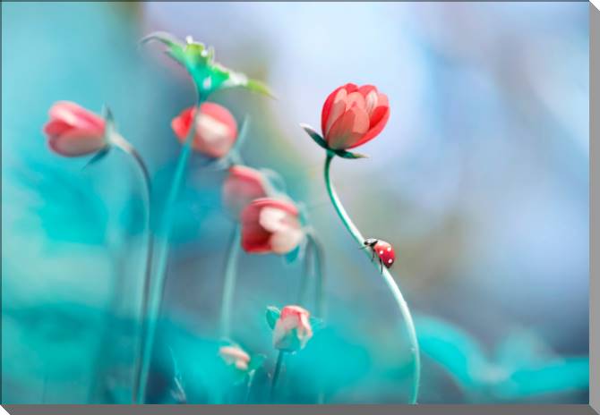 Картины на пластике, пеноркартоне Ladybug on the stem of the flower