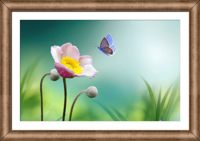 Картины в рамке, багете The butterfly and the poppy
