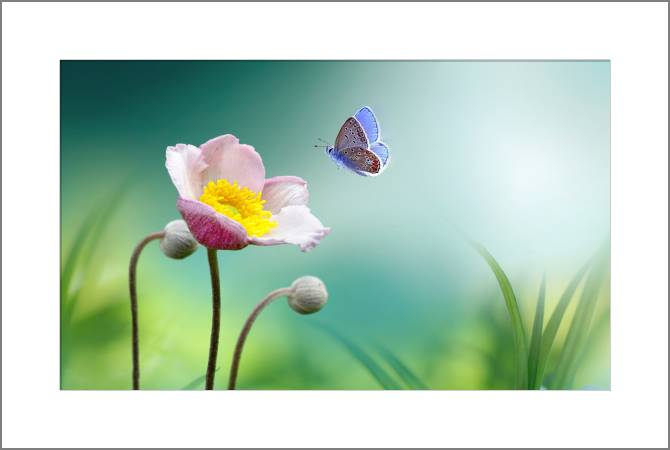 Купить и печать на заказ Картины, фото с паспарту Бабочка и мак